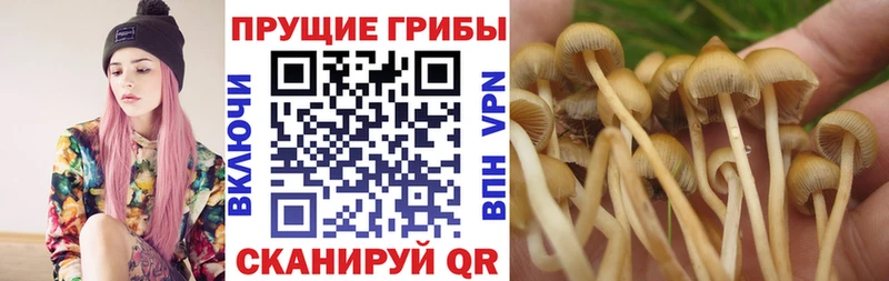 Купить где Микунь Псилоцибиновые грибы Psilocybe
